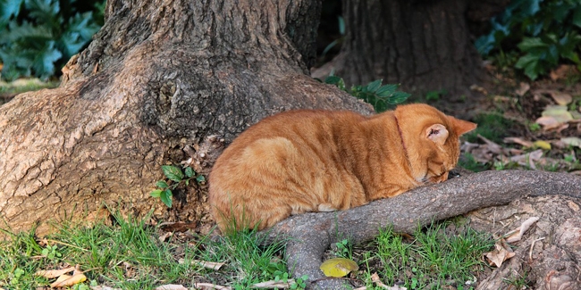 Peut-on assurer un animal de compagnie déjà malade ?