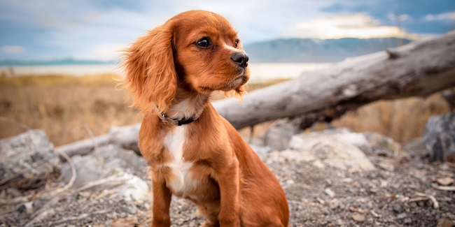 Pourquoi choisir une assurance animaux sans délai de carence ?