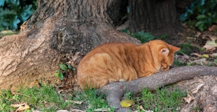 Peut-on assurer un animal de compagnie déjà malade ?