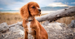 Pourquoi choisir une assurance animaux sans délai de carence ?