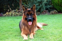 Comparatif assurance animaux : pourquoi faut-il le faire ?