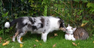 Comment changer de contrat d'assurance chien/chat ?