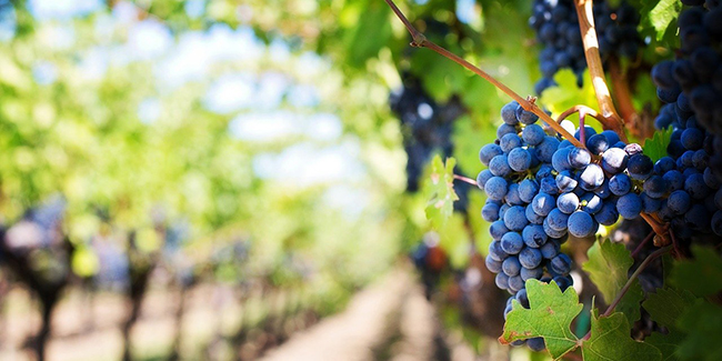 Investir dans la vigne sans l'exploiter : la solution du GVF ! Quels risques ?