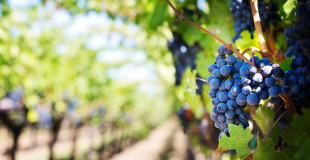 Investir dans la vigne sans l'exploiter : la solution du GVF ! Quels risques ?