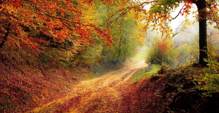 Investir en groupement forestier (GFI et GFF) : fonctionnement et avantages fiscaux