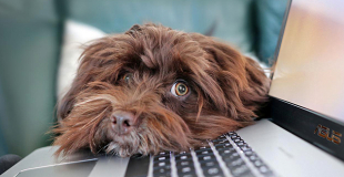 Quelle est la meilleure assurance 2025 pour assurer son chien ou chat ?