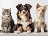 Top 10 des meilleures Assurances Chien Chat : comparatif 2025 !